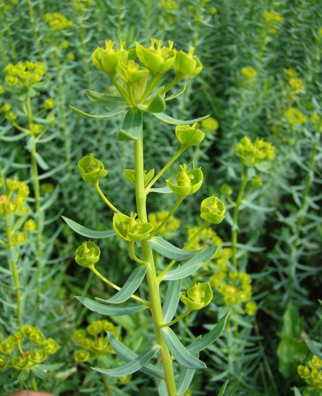 Image of Euphorbia stepposa specimen.