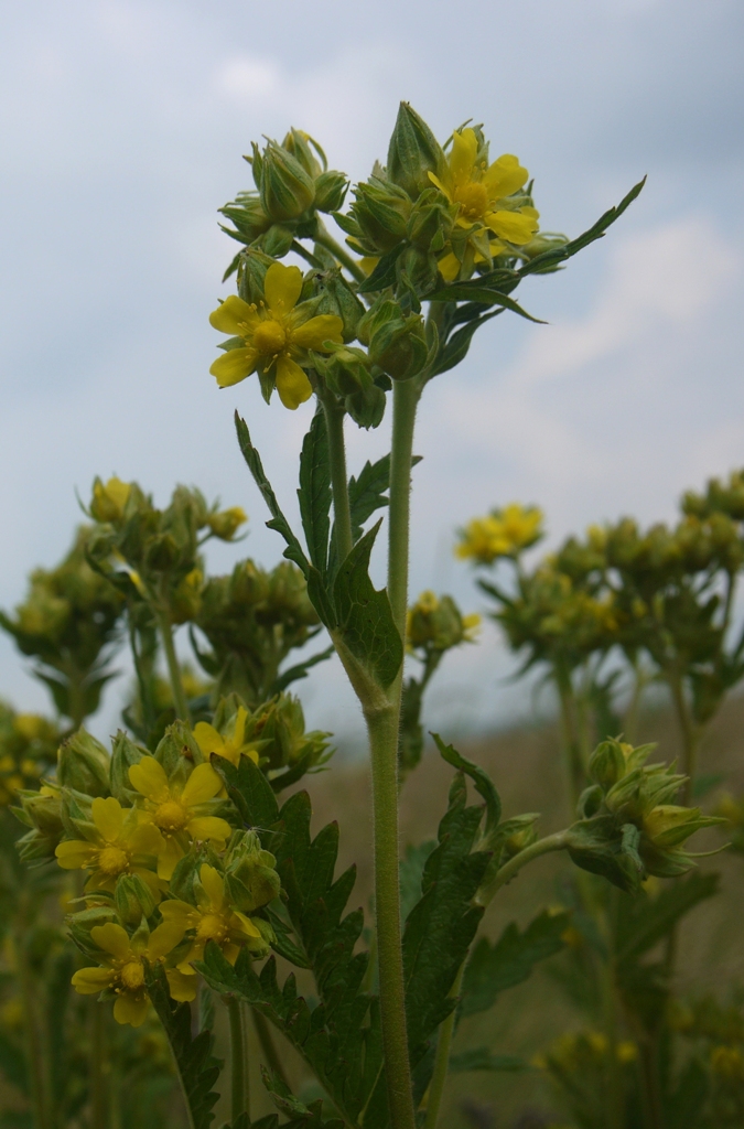 Image of Potentilla longifolia specimen.