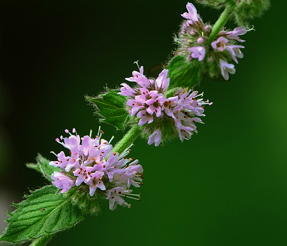 Изображение особи род Mentha.