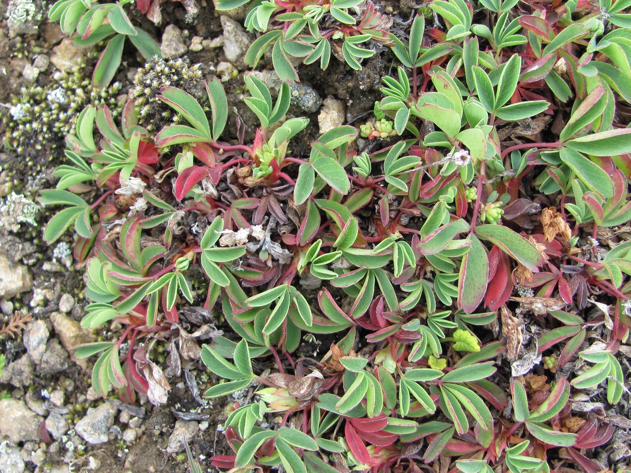 Image of Sibbaldia semiglabra specimen.