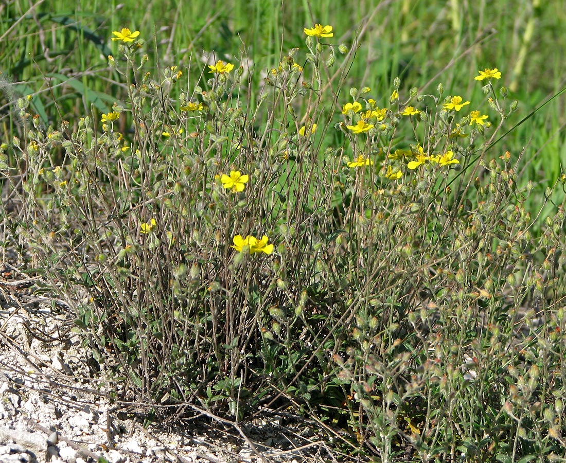 Image of Helianthemum cretophilum specimen.