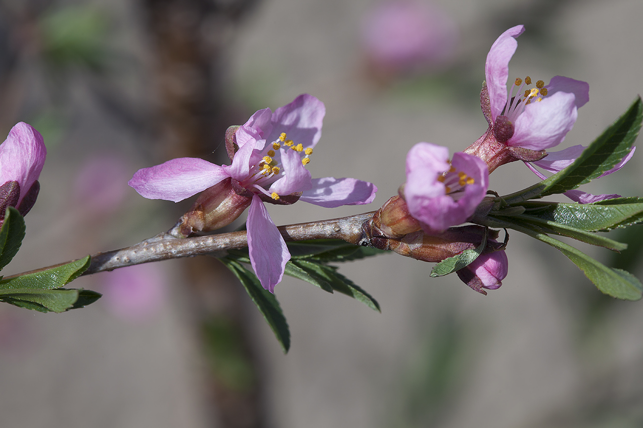 Изображение особи Amygdalus nana.