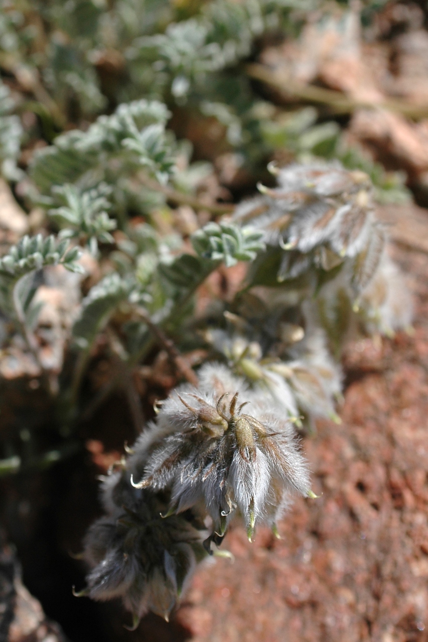 Image of Oxytropis sewerzowii specimen.