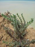 Lappula patula. Цветущее и плодоносящее растение. Крым, западное побережье, мыс Лукул. 1 июля 2010 г.