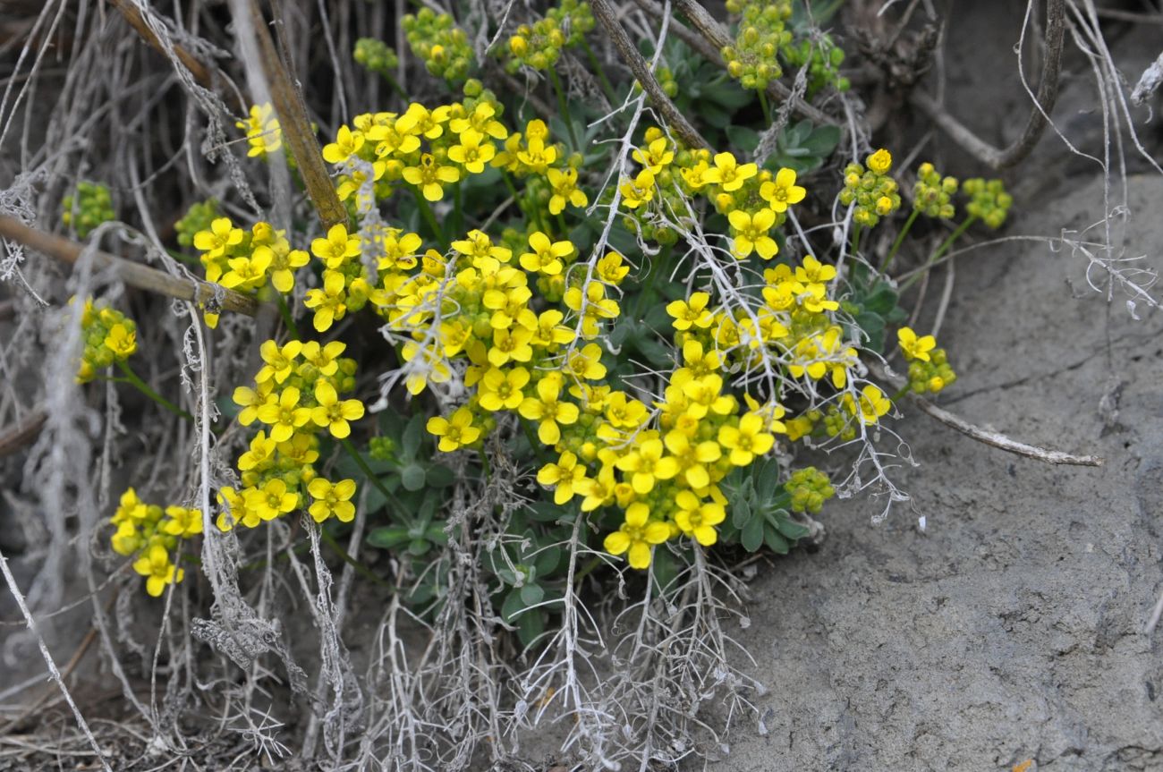 Image of Draba rosularis specimen.