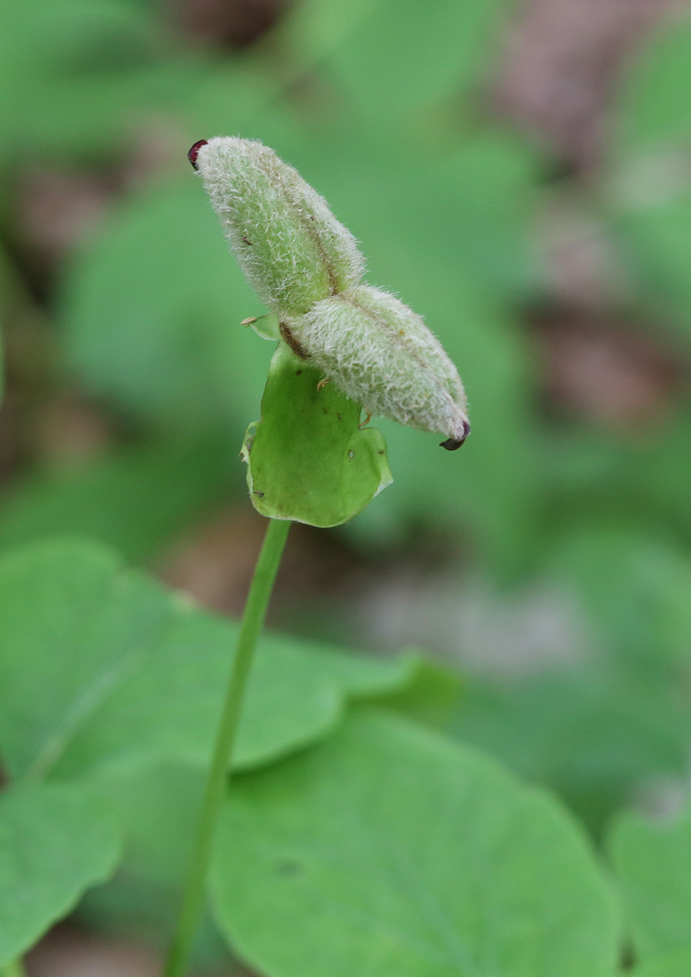 Image of Paeonia caucasica specimen.