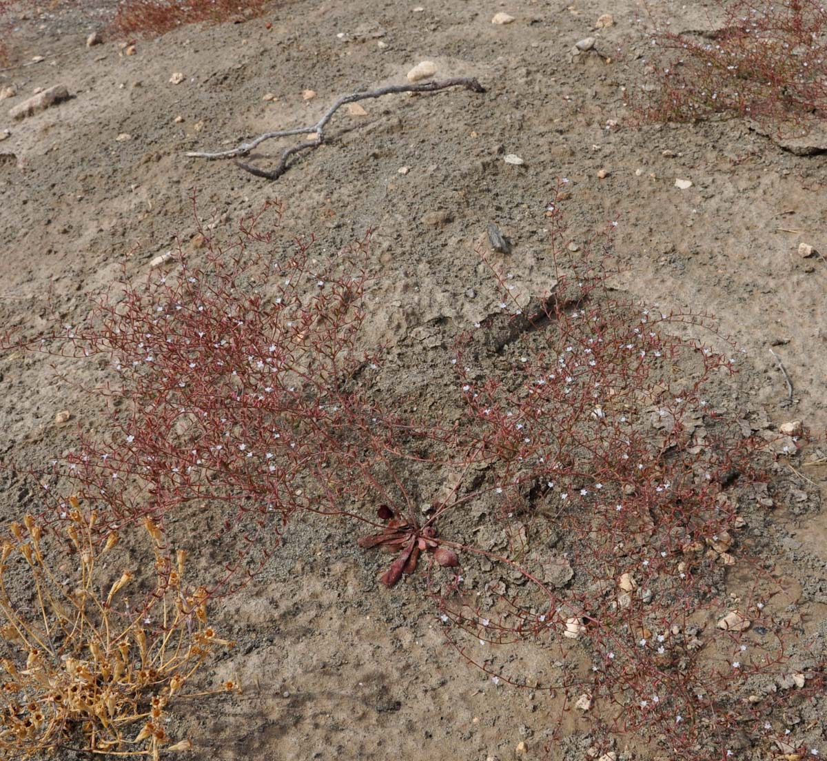 Image of Limonium echioides specimen.