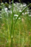 Dianthus armeria