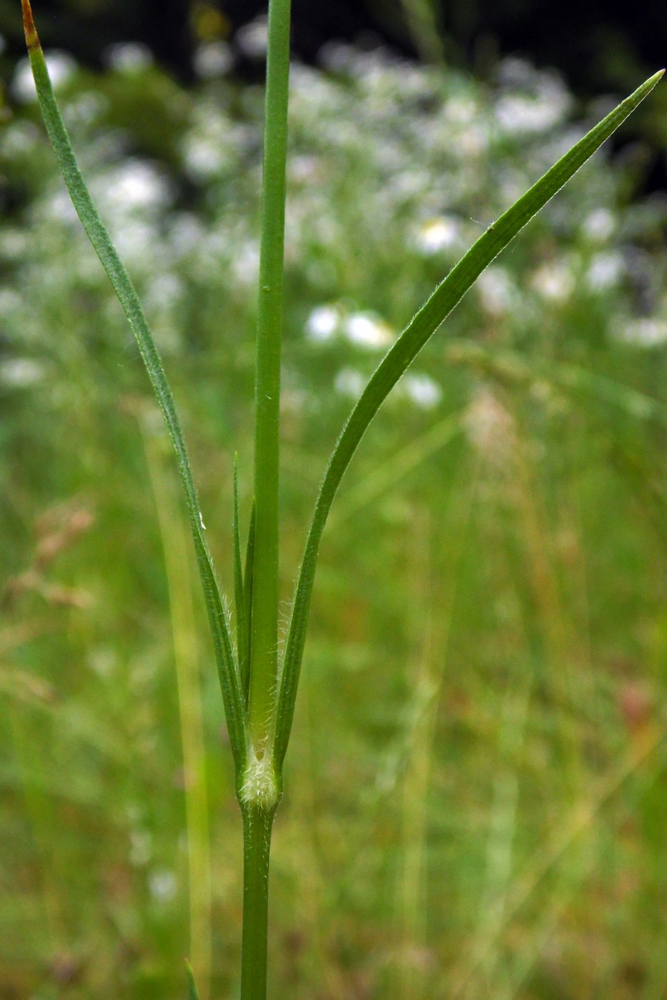 Image of Dianthus armeria specimen.