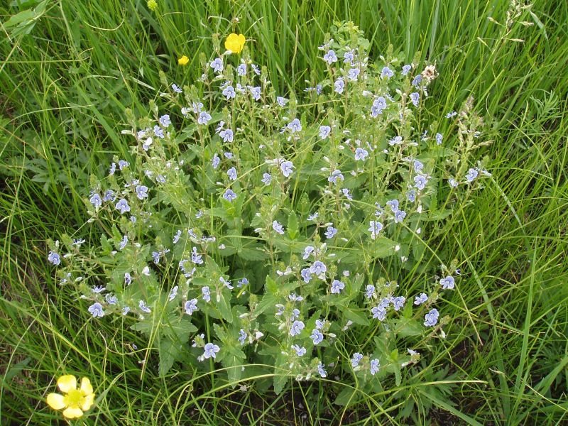 Image of Veronica chamaedrys specimen.