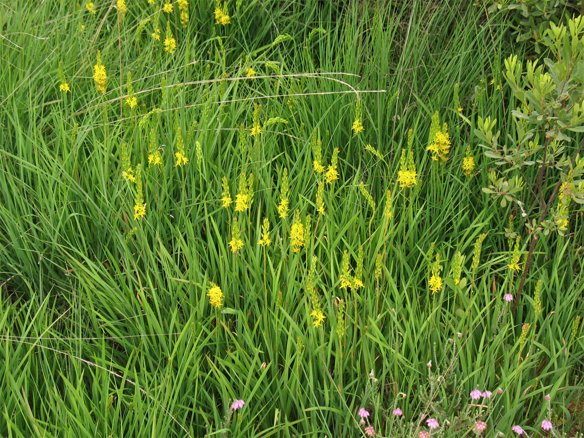 Image of Narthecium ossifragum specimen.