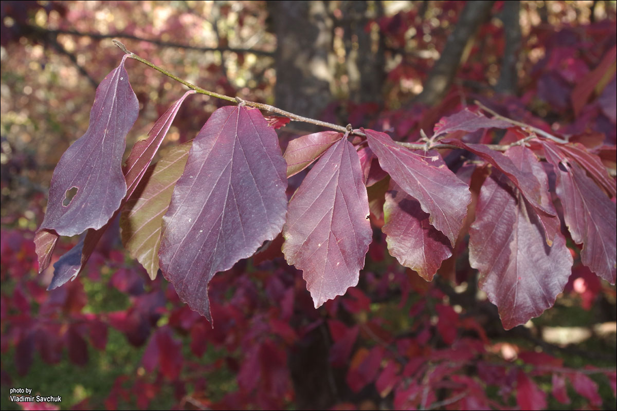 Изображение особи Parrotia persica.