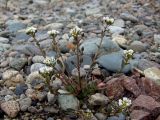 Cochlearia officinalis. Цветущее и плодоносящее растение на галечнике. Магаданская обл., Ольский р-н, окр. пгт Ола, вблизи устья р. Ола. 10.07.2019.