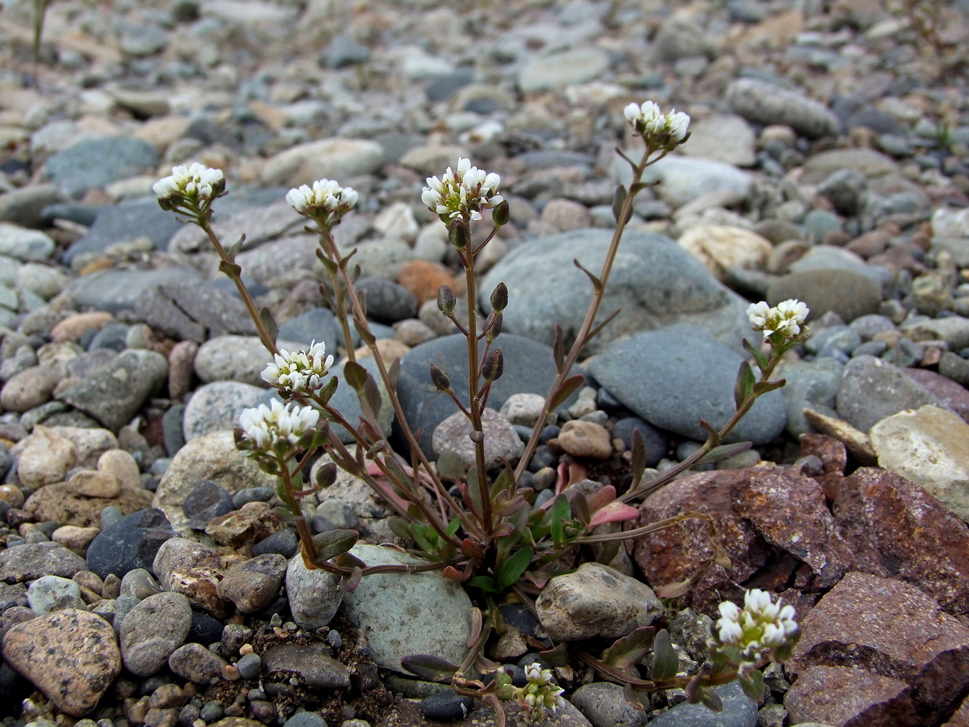 Image of Cochlearia officinalis specimen.