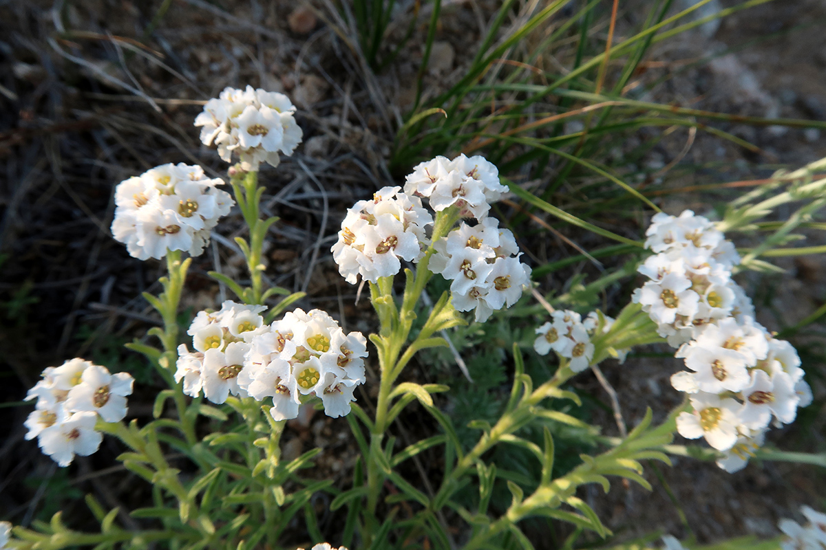 Image of Ptilotrichum tenuifolium specimen.