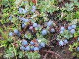 Vaccinium vulcanorum. Плодоносящее растение. Камчатский край, Елизовский р-н, природный парк \"Вулканы Камчатки\", кордон Авачинский перевал, 900 м н.у.м. 07.08.2010.