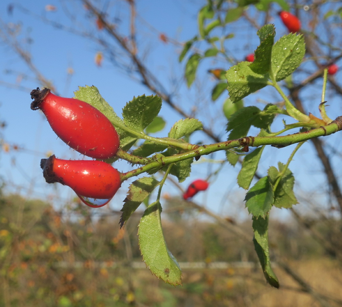 Изображение особи Rosa andegavensis.