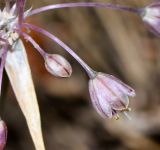 Allium daninianum. Бутон и цветок. Израиль, Нижняя Галилея, г. Верхний Назарет, ландшафтный парк. 08.05.2016.