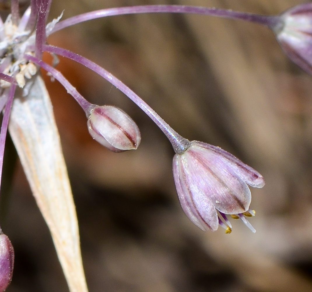 Image of Allium daninianum specimen.