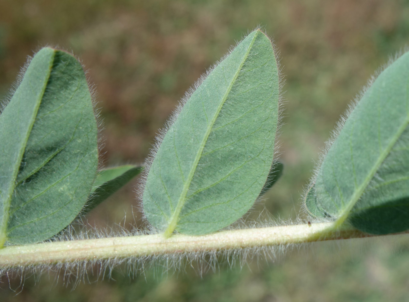 Изображение особи Astragalus lasiopetalus.