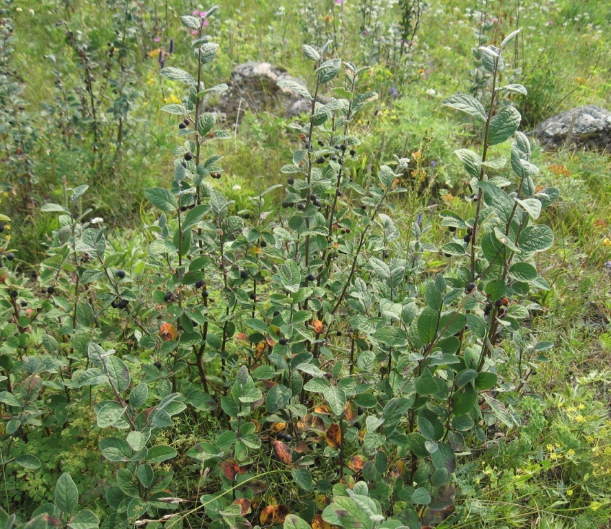 Image of Cotoneaster melanocarpus specimen.