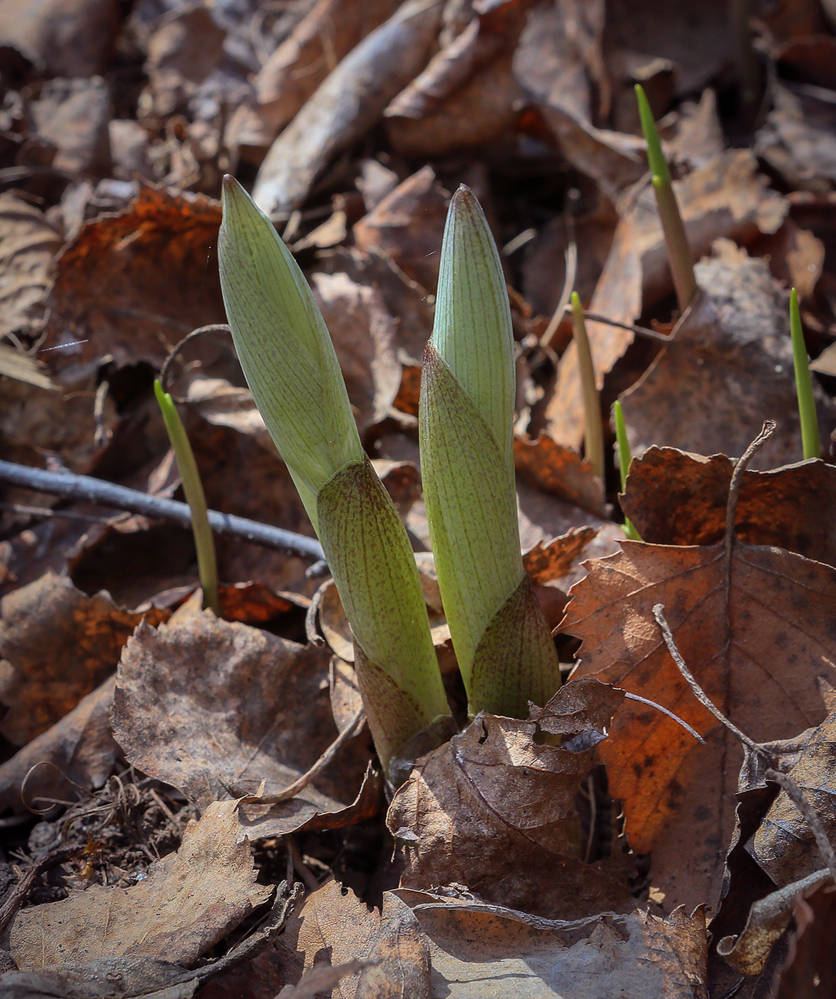 Image of Polygonatum multiflorum specimen.