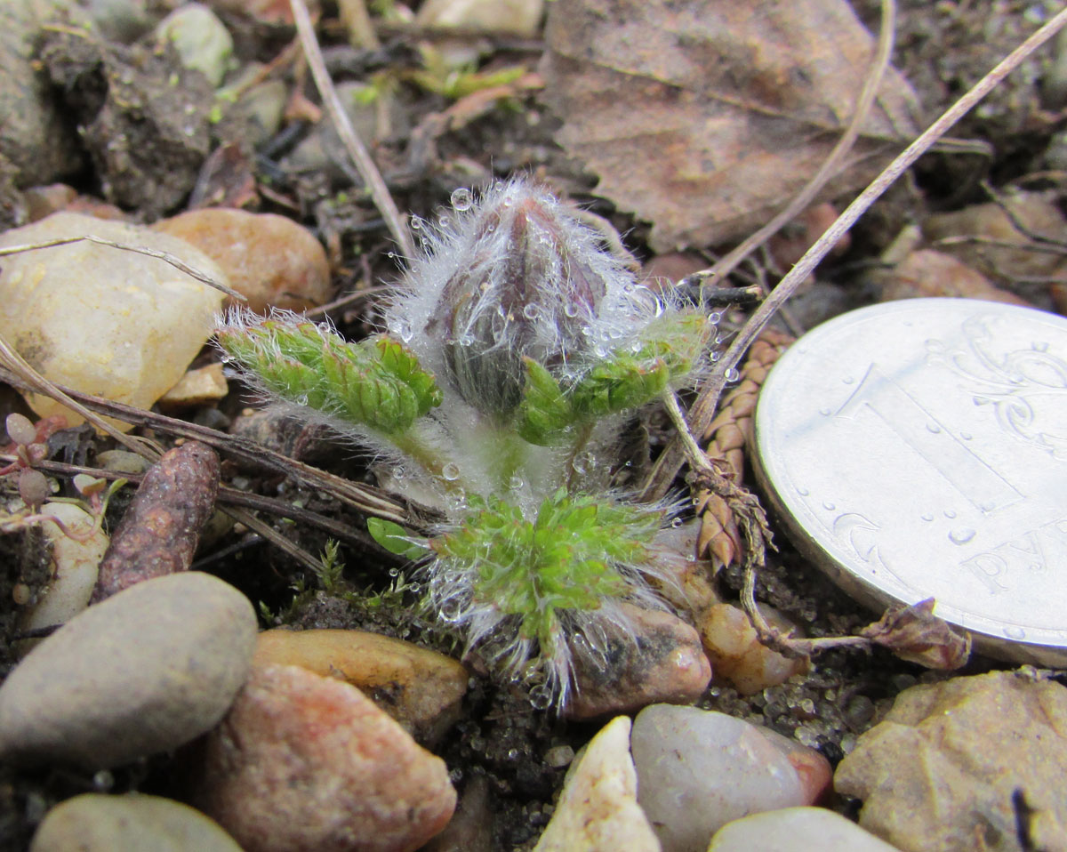 Image of Pulsatilla campanella specimen.