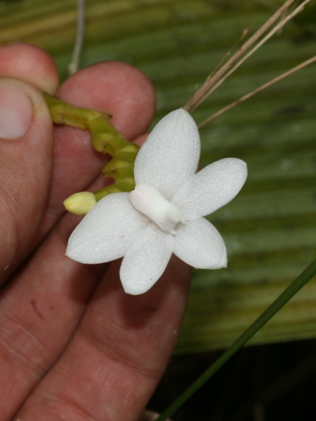 Image of Thrixspermum amplexicaule specimen.