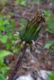 Taraxacum officinale. Нераскрывшееся соплодие. Свердловская обл., окр. г. Североуральск, Второй Северный, на залежи. 04.06.2010.