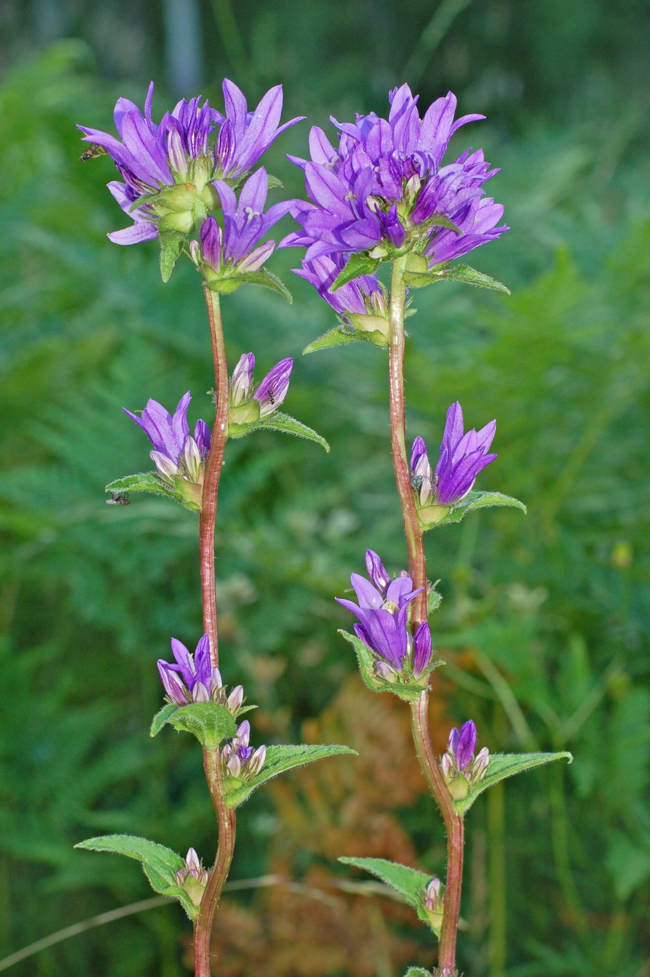 Image of Campanula glomerata specimen.