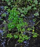 Ranunculus sceleratus. Цветущее растение. Московская обл., окр. г. Железнодорожный, в ручье. 07.06.2020.