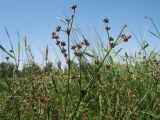 Juncus articulatus. Верхушки отцветающих растений с завязавшимися плодами. Казахстан, г. Тараз, долина р. Ушбулак (Карасу), пустырь, у просачивающегося родника. 12 июля 2020 г.