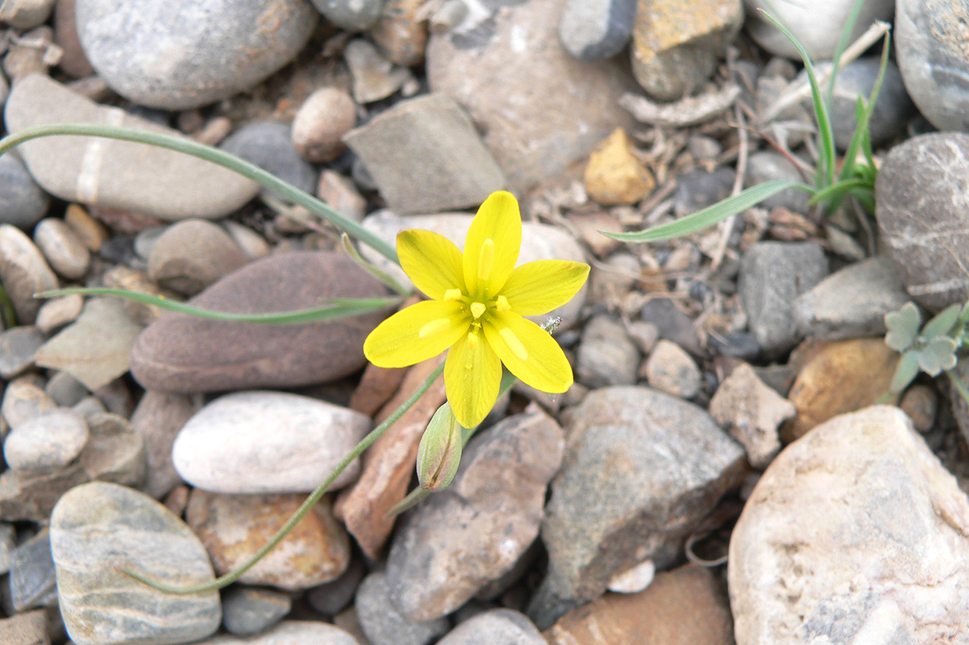 Image of genus Gagea specimen.