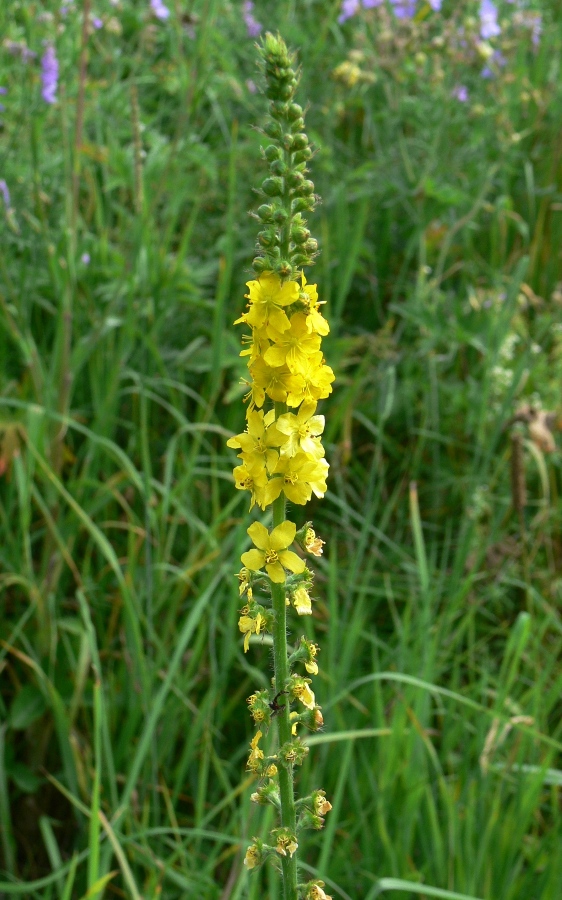 Image of Agrimonia eupatoria specimen.