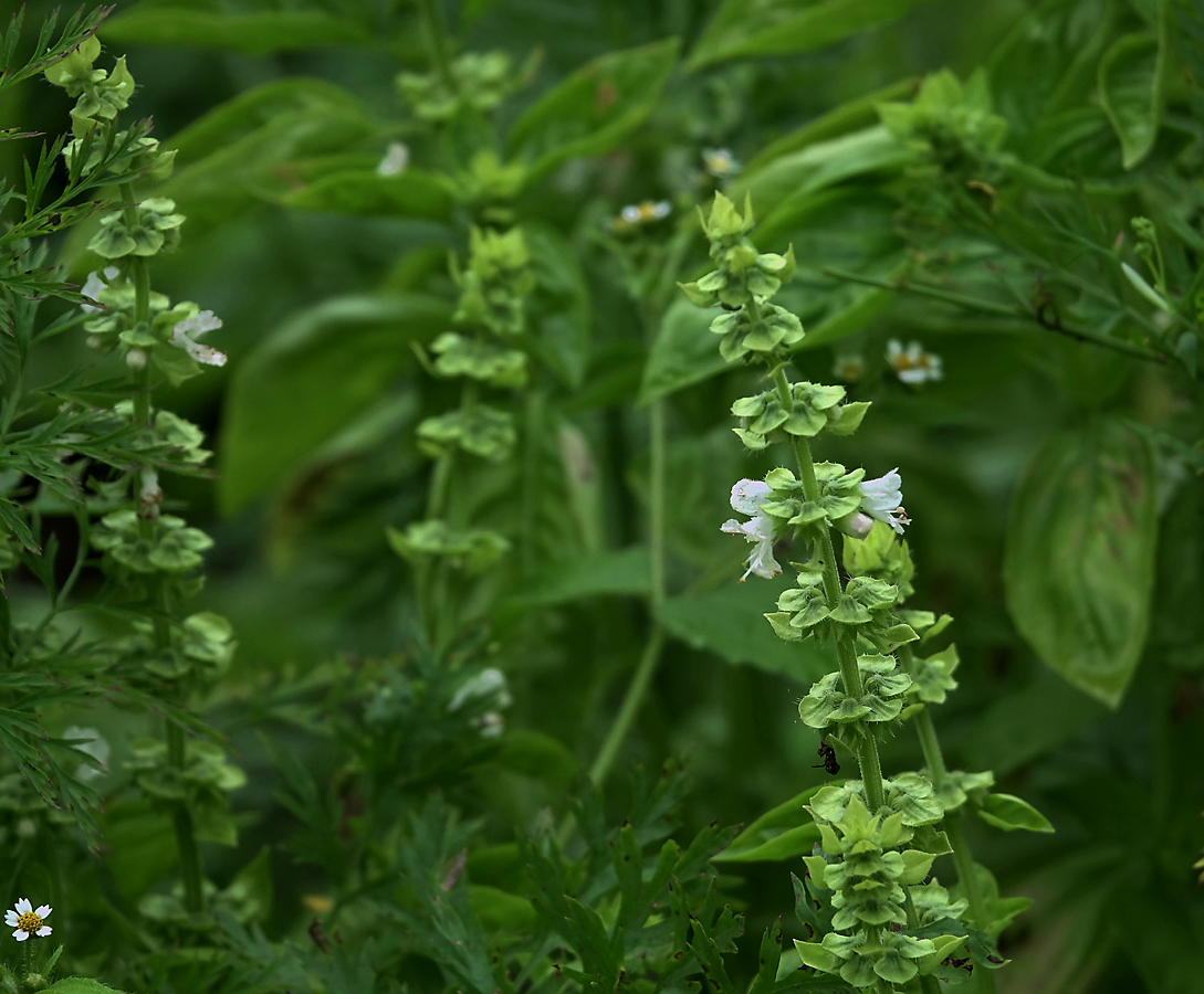 Изображение особи Ocimum basilicum.