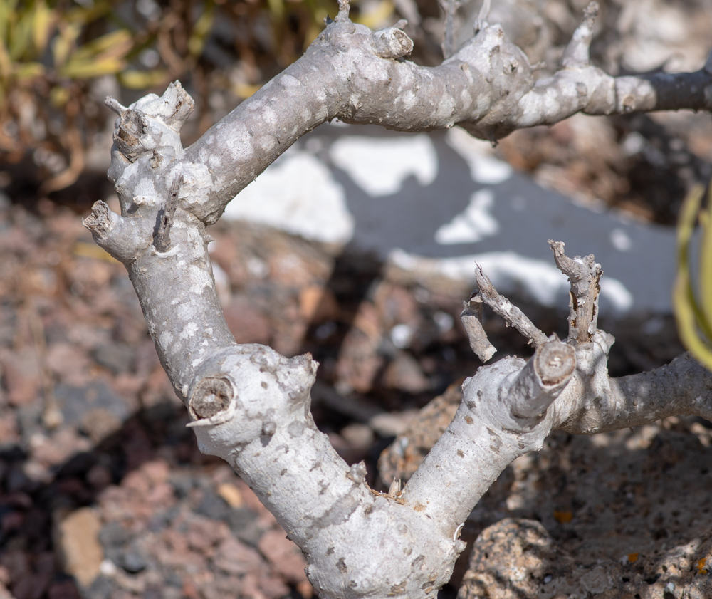 Image of genus Kleinia specimen.