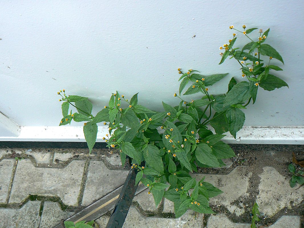 Image of Galinsoga parviflora specimen.