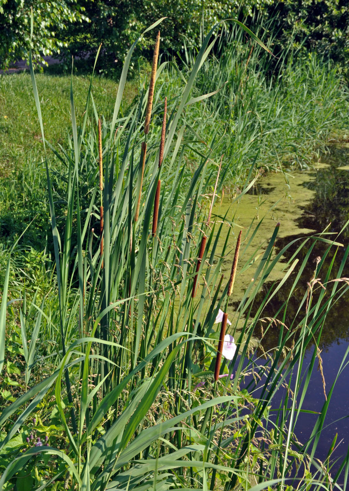 Image of Typha angustifolia specimen.