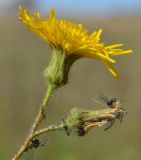 Sonchus arvensis. Соцветие. Тульская обл., Плавский р-н, окр. пос. Молочные Дворы, балка, суходольный луг. 06.09.2020.