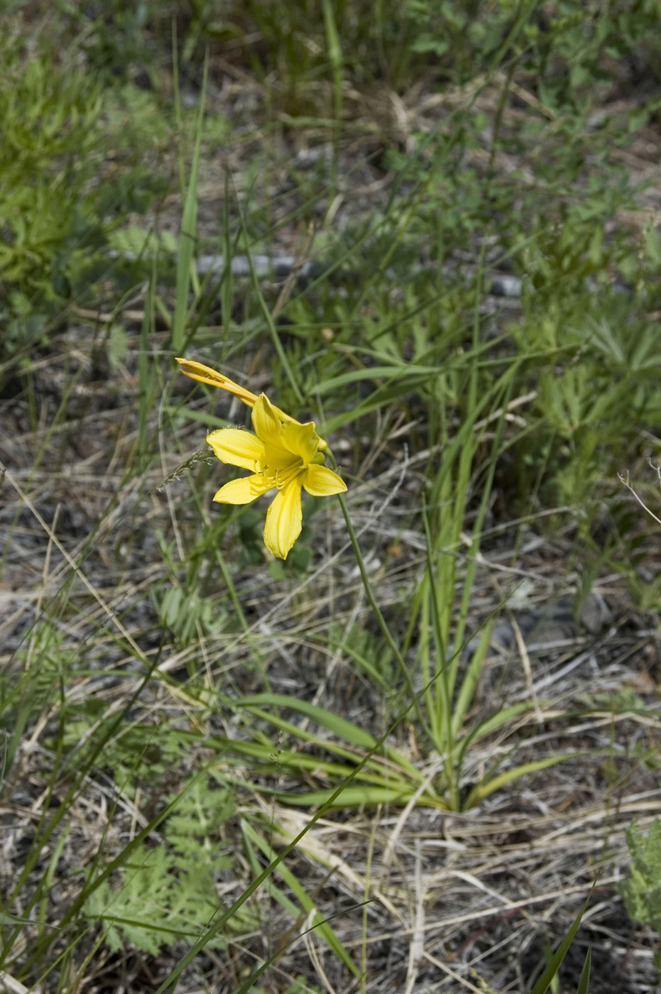 Изображение особи Hemerocallis minor.