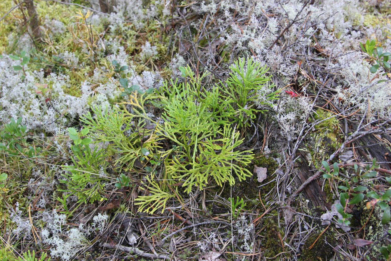 Image of Diphasiastrum complanatum specimen.