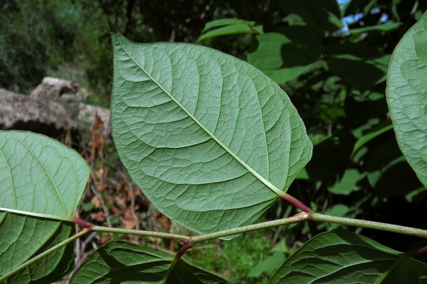 Image of Reynoutria japonica specimen.