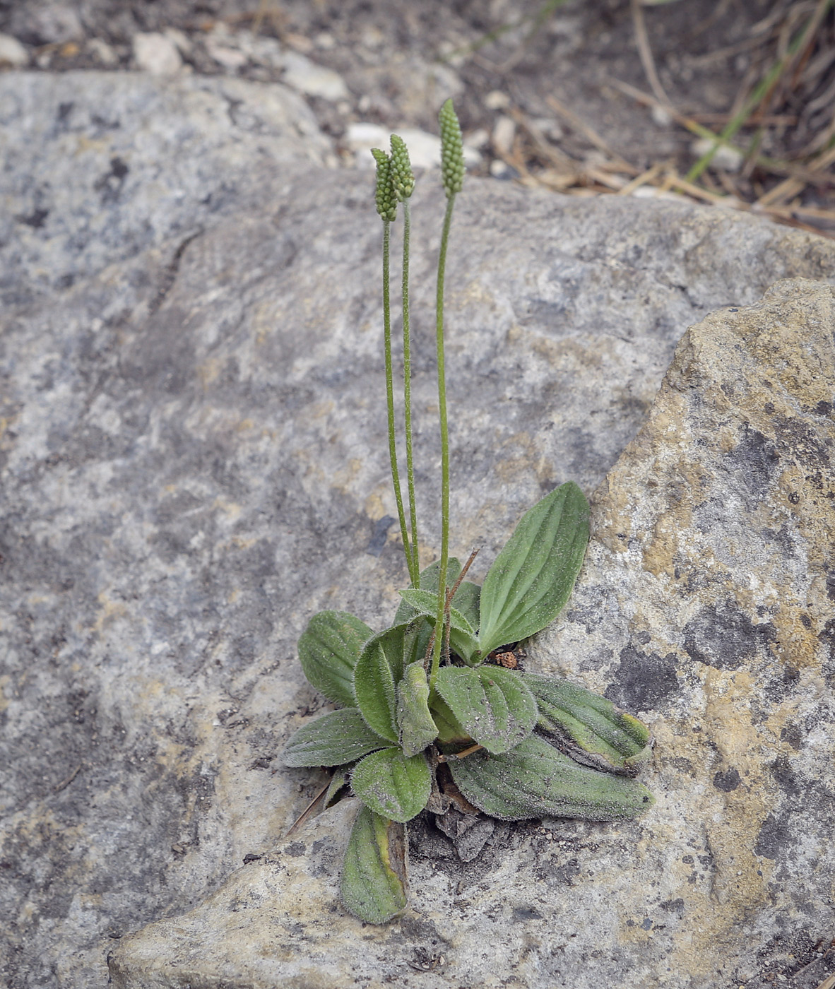 Изображение особи Plantago media.