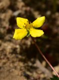 Potentilla anserina. Аномальный 4-членный цветок. Кировская обл., г. Советск, высокий берег р. Пижма, песчаный участок. 24.07.2021.