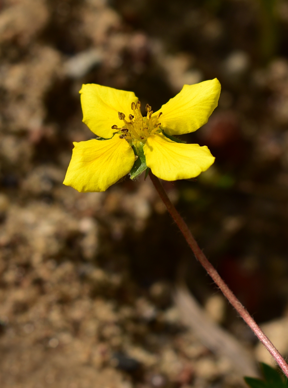 Изображение особи Potentilla anserina.