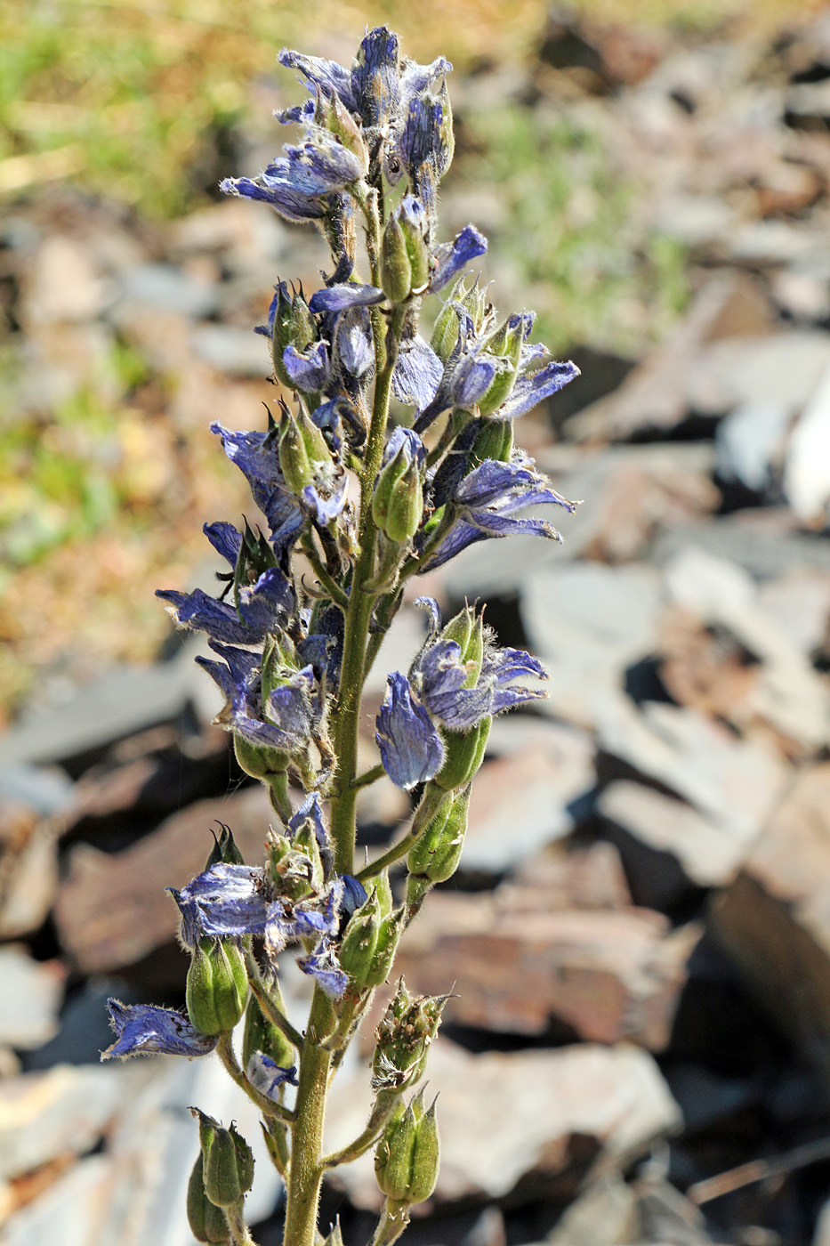 Image of Delphinium oreophilum specimen.