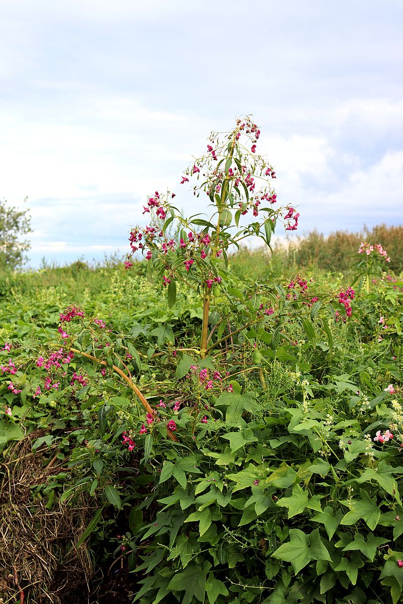 Изображение особи Impatiens glandulifera.