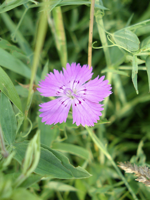 Изображение особи Dianthus versicolor.