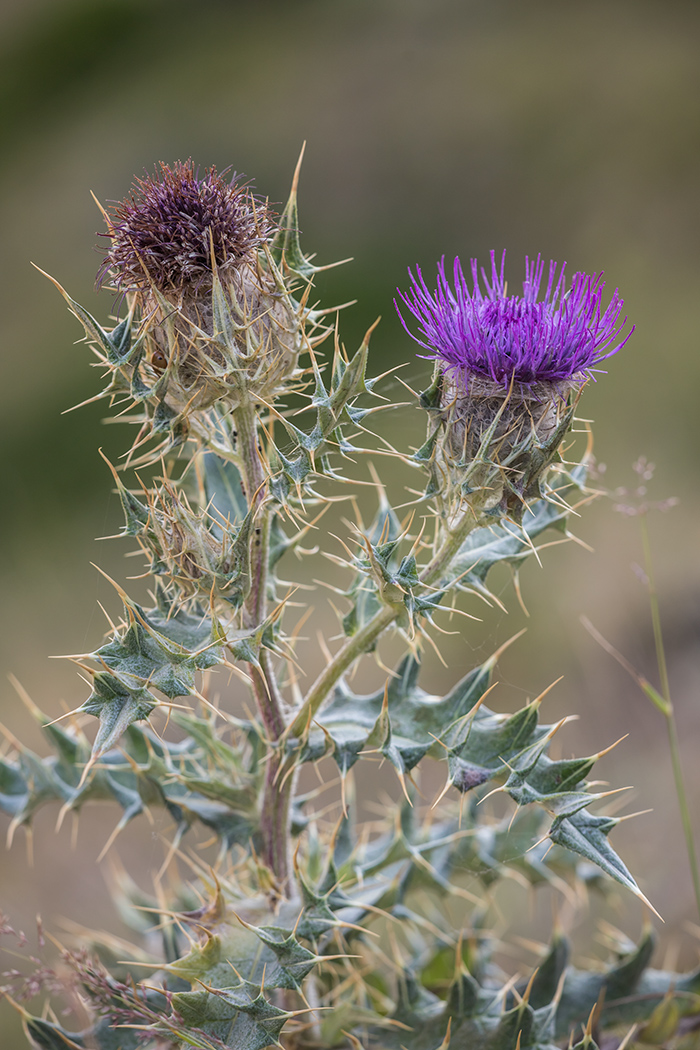 Image of Cirsium pugnax specimen.