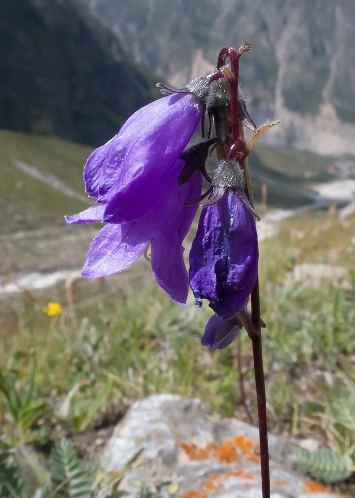 Изображение особи Campanula collina.